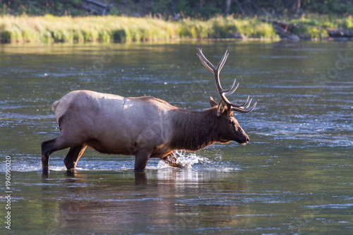 Wapiti Hirsch 6