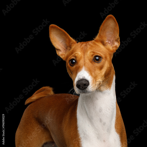 Humanity Portrait White with Red Basenji Dog Stare on Isolated Black Background  Font view