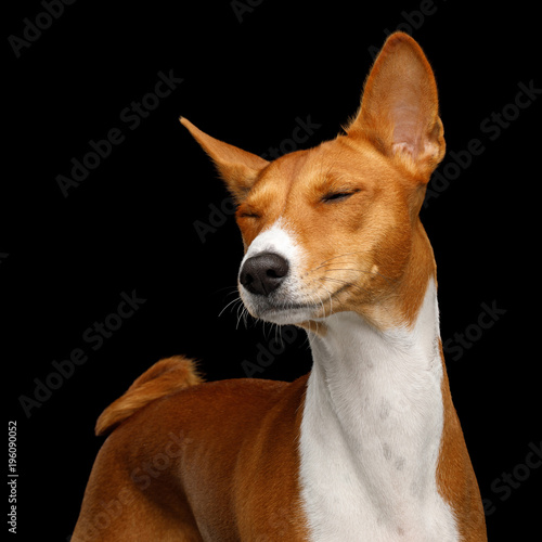 Portrait of White with Red Basenji Dog Enjoyment on Isolated Black Background