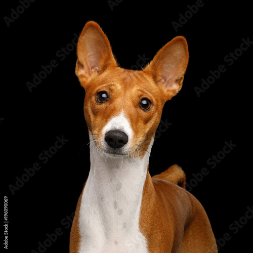 Close-up Humanity Portrait White with Red Basenji Dog Stare on Isolated Black Background, Font view