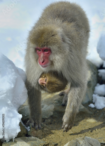Snow monkey carries a cub on her breast warming themselves against on cold winter weather. . Nagano Japan. The Japanese macaque ( Scientific name: Macaca fuscata), Snow monkey. © Uryadnikov Sergey
