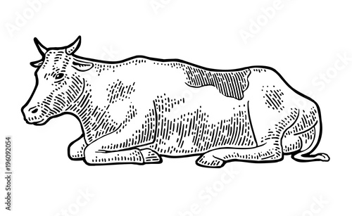 Cow. Vintage vector engraving illustration
