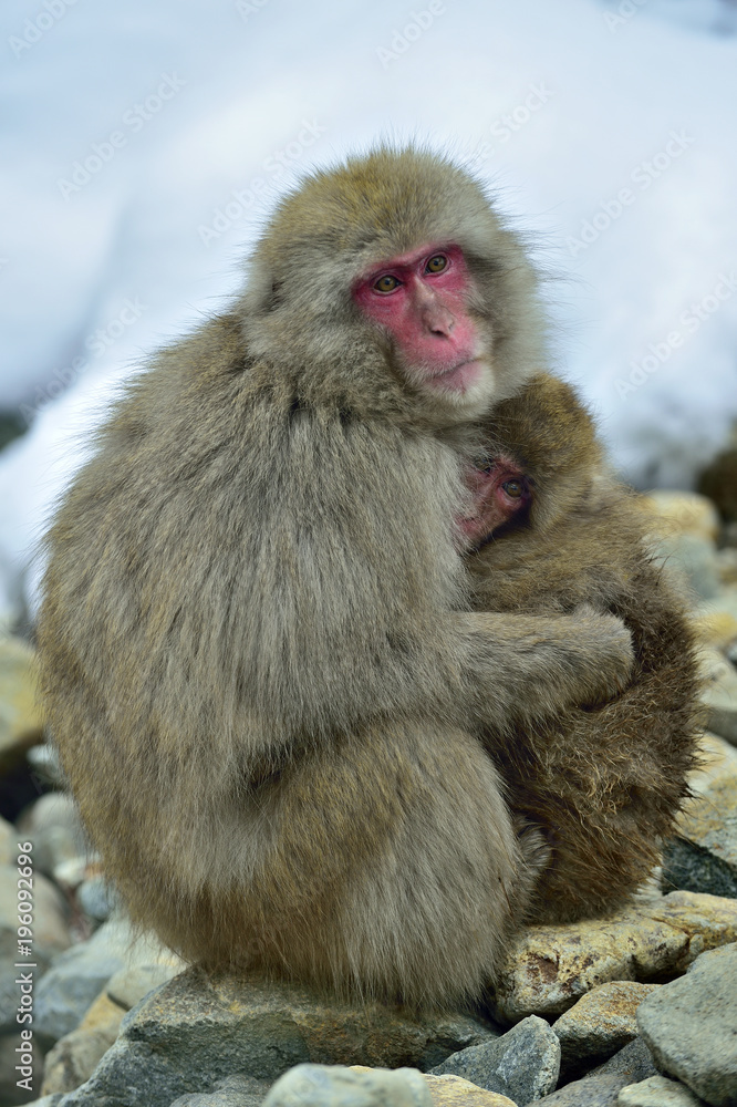 Naklejka premium Snow monkeys family warming themselves against on cold winter weather. The Japanese macaque ( Scientific name: Macaca fuscata), also known as the snow monkey.