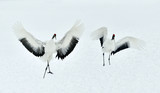 Dancing Cranes. The red-crowned crane (Scientific name: Grus japonensis), also called the Japanese crane or Manchurian crane, is a large East Asian crane. 