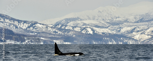 Orca or killer whale, Orcinus Orca, travelling in Sea of Okhotsk, Snow-covered mountains on the background.