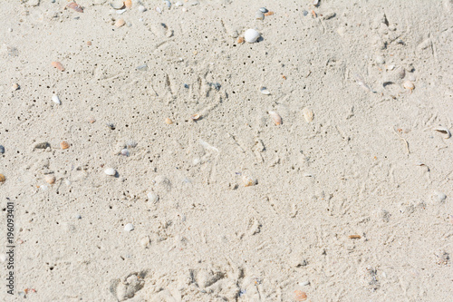 Seashells on a sandy beach near the sea, summer sunny day.