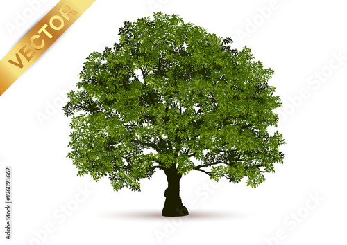 Beautiful tree Realistic  on a white background.