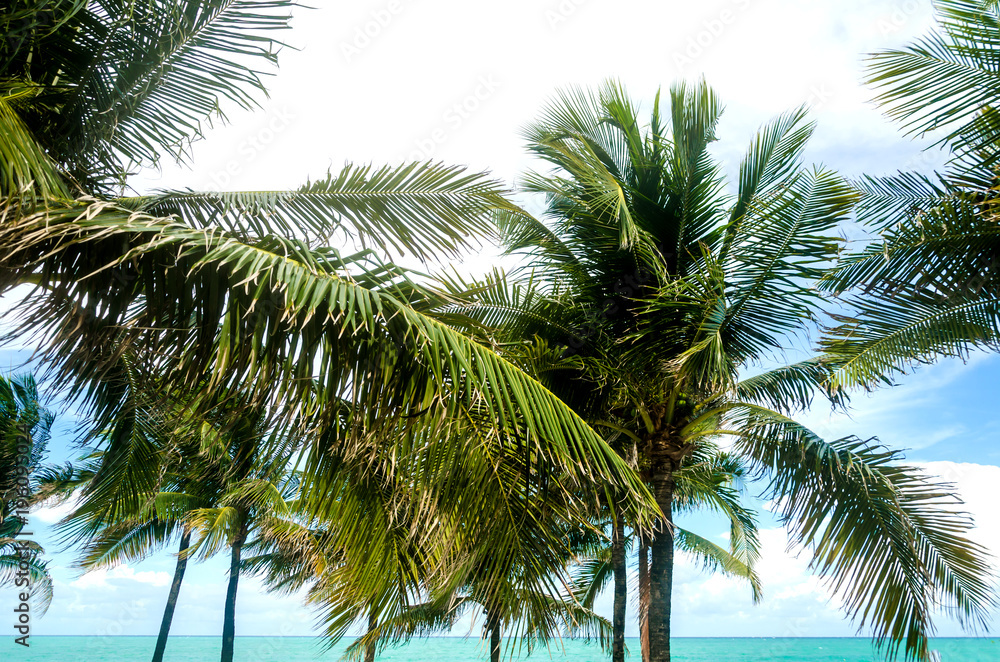 Tropical Miami Beach Palms