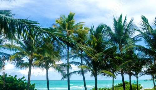 Tropical Miami Beach Palms © ellensmile