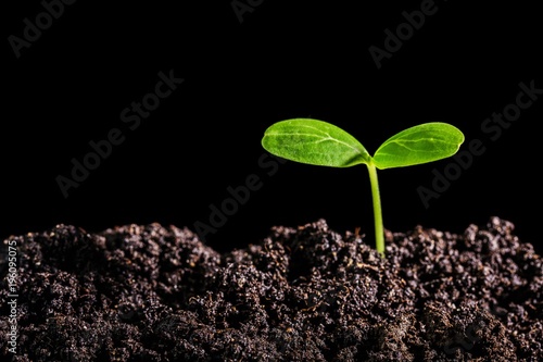 Billede på lærred Sprout.