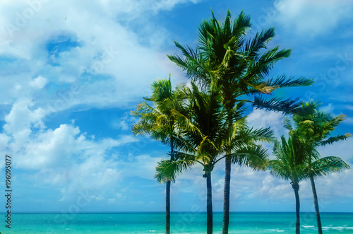 Fototapeta Naklejka Na Ścianę i Meble -  Tropical Miami Beach Palms