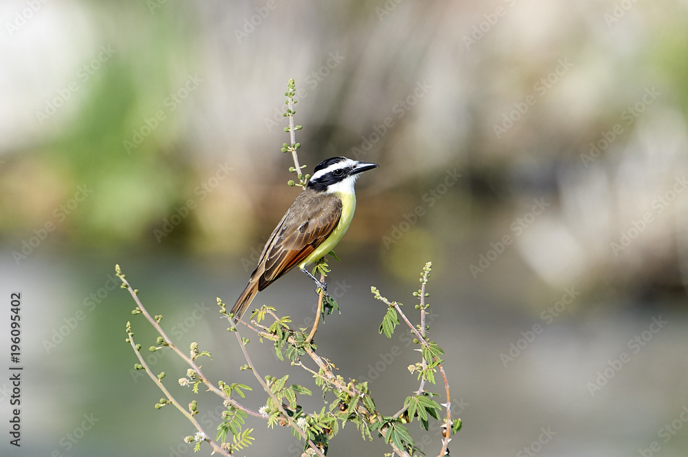custom made wallpaper toronto digitalGreat Kiskadee (Pitangus sulphuratus) perched in a small tree, Ajijic, Jalisco, Mexico