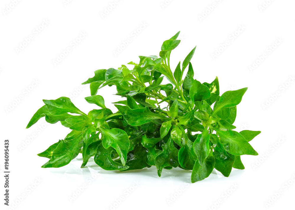 Obraz premium watercress on white background