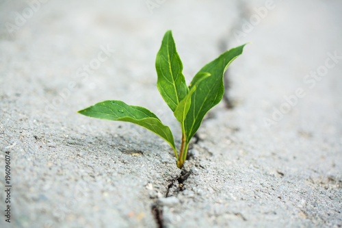 plant taking root on a concrete footpath