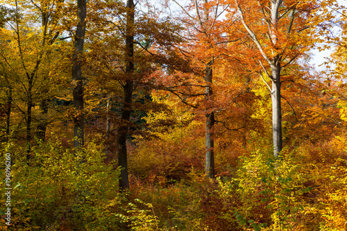 Buchenwald im Herbst © dk-fotowelt
