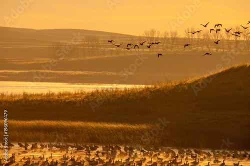 Waterfowl at sunrise photo