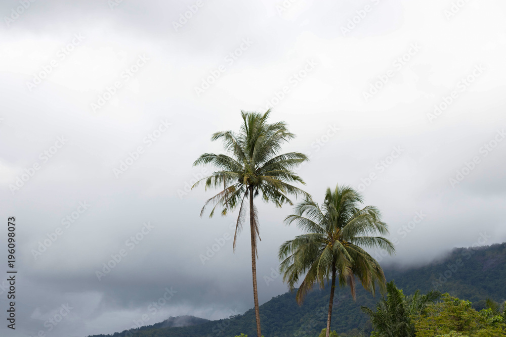 Coconut palm tree on the island with mist after rain fall in nature background