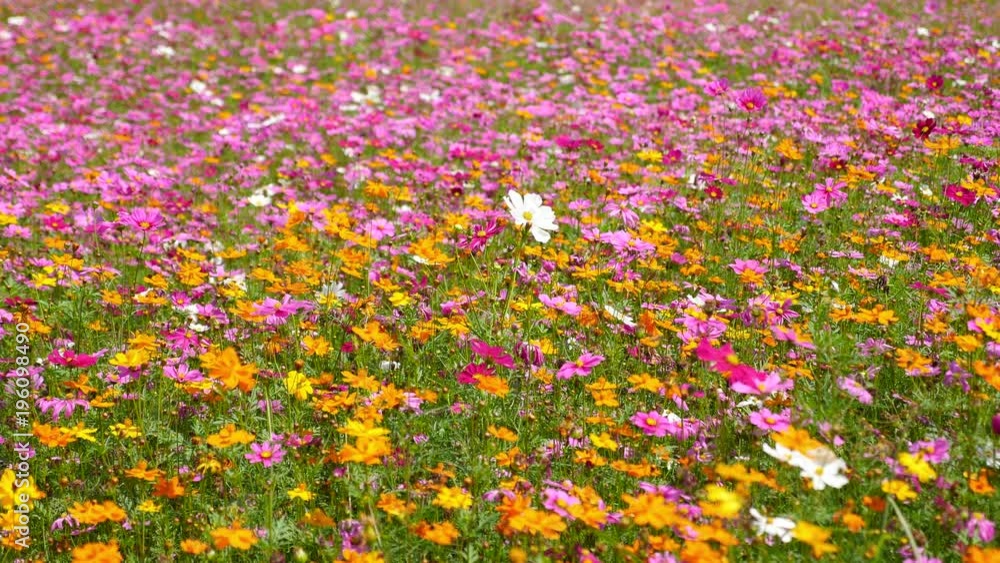 Cosmos flowers with blue sky. Cosmos flowers with blue sky.