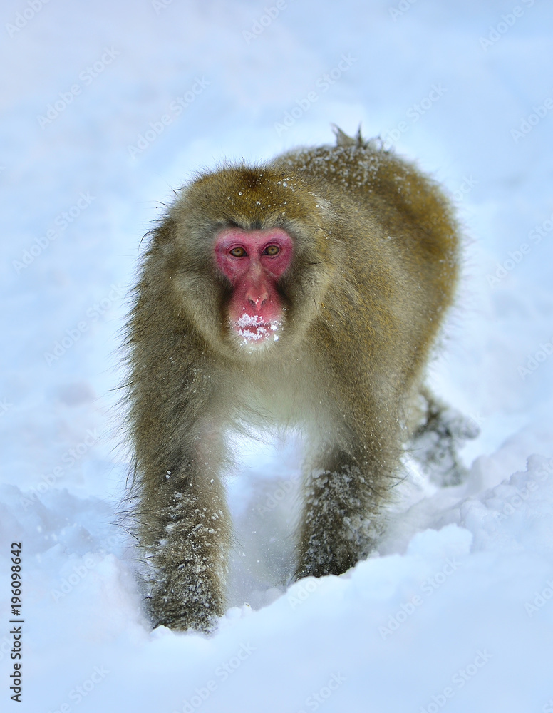 Snow monkey in the snow. The Japanese macaque. Scientific name: Macaca  fuscata, also known as the snow monkey. Stock Photo | Adobe Stock
