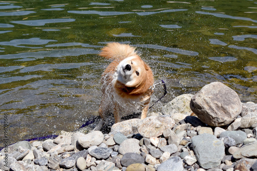 柴犬・水遊び・柴ドリル photo