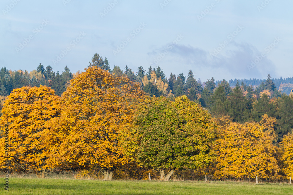 Herbstlandschaft im Harz Baumgruppe mit Laubfärbung