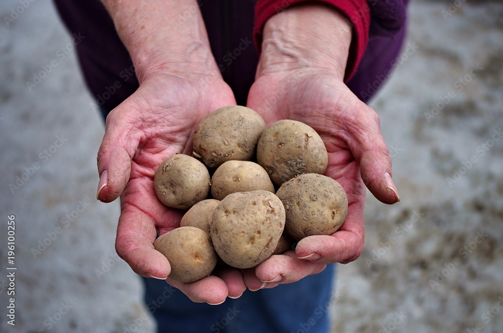 Farmer holding harvested potatoes in his hands. Global hunger.
Farmer holding harvested potatoes in his hands. Global hunger.