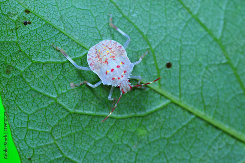 Stink bug, a kind of insect