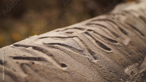 Writings in the ash on a tree trunk after volcano calbuco eruption near Villa La Angostura, Argentina. photo