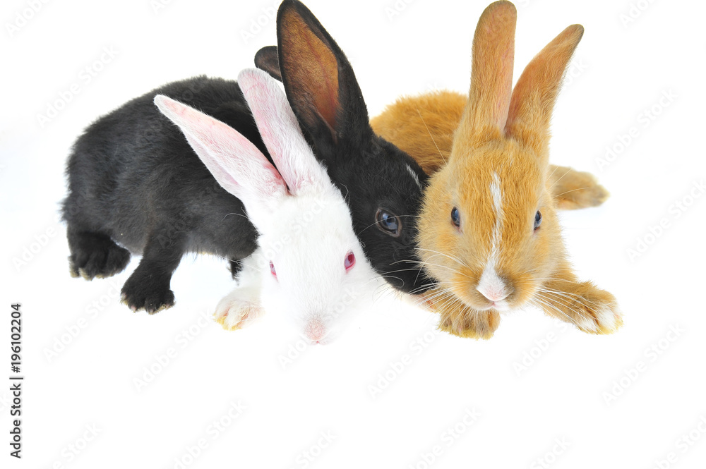 Obraz premium The rabbit in a white background