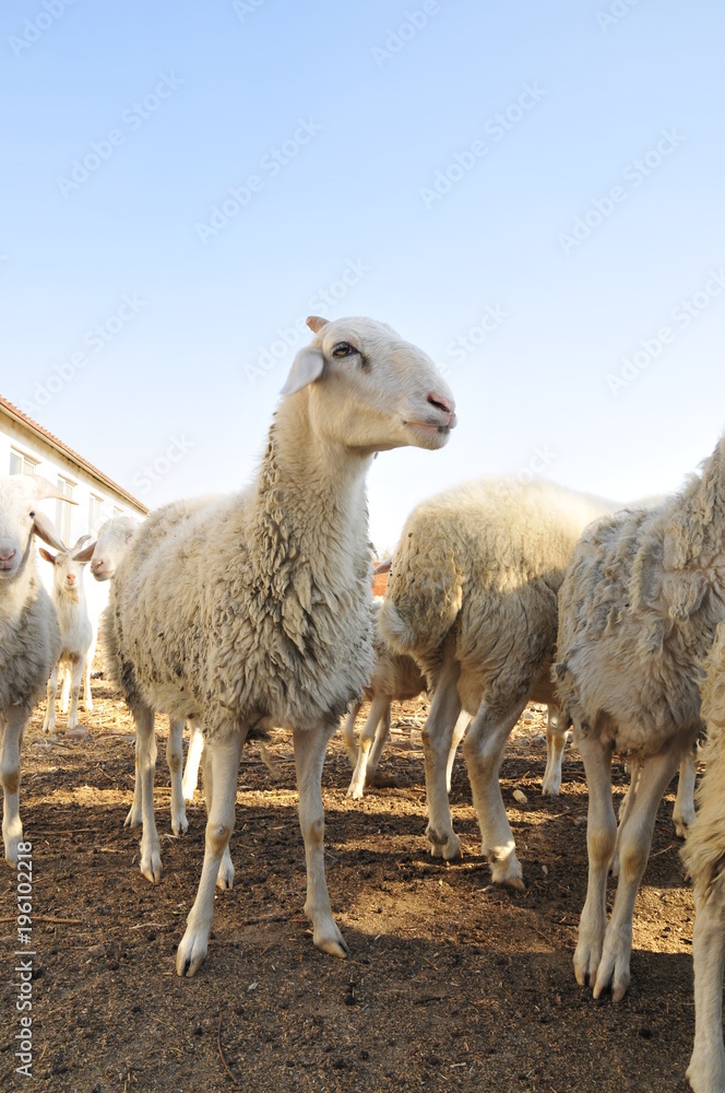 Fototapeta premium In the pasture flocks of rest
