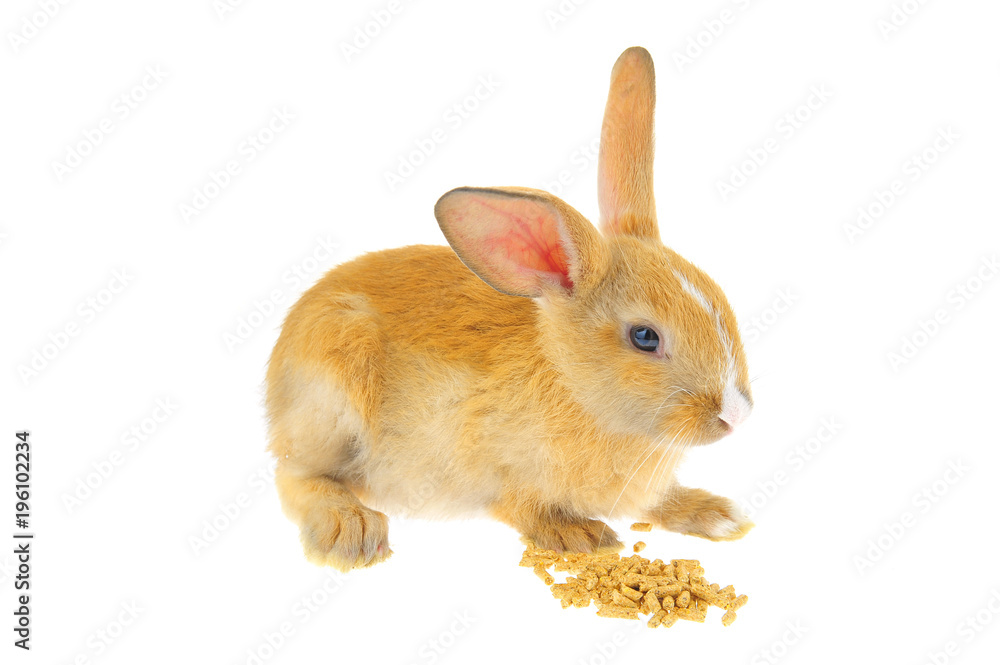 Obraz premium The rabbit in a white background