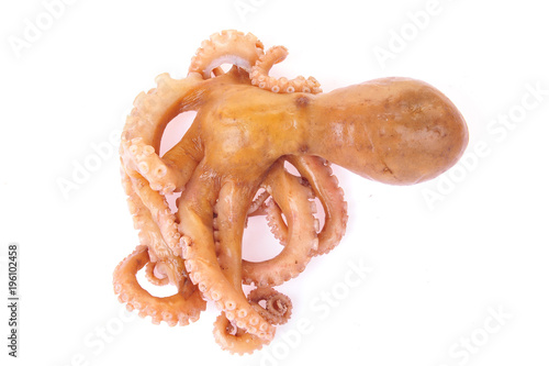 Octopus on a white background