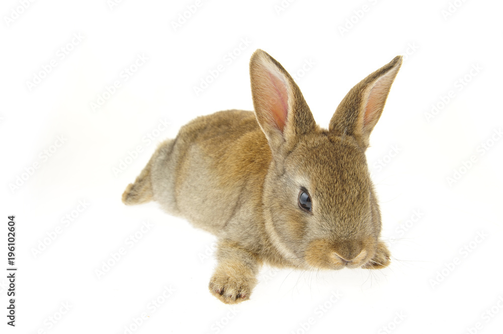 grey rabbit on a white background grey rabbit on a white background
