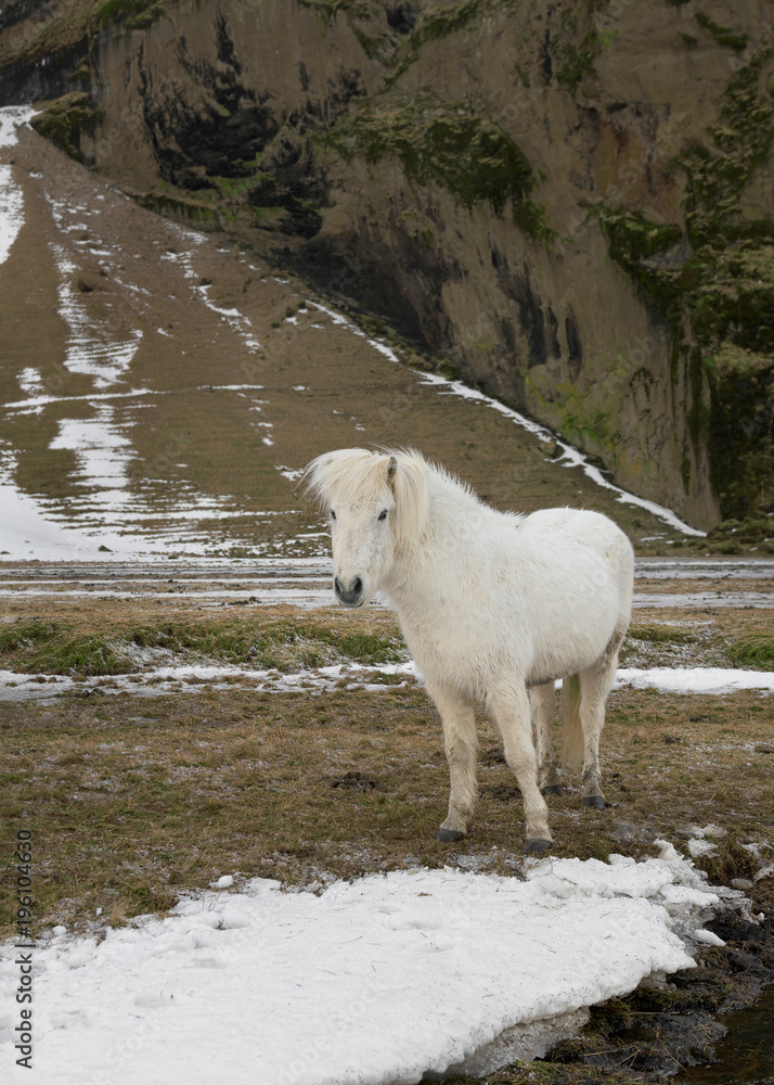 Obraz premium Icelandic horse grazing during winter in Iceland