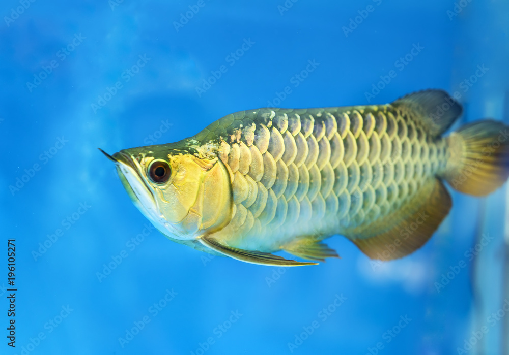 Fototapeta premium Arowana in aquarium, this is a favorite fish with long body, beautiful dragon shape colorful for decoration in the aquarium in the rich family