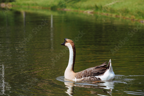 African Chinese geese standing in the park 