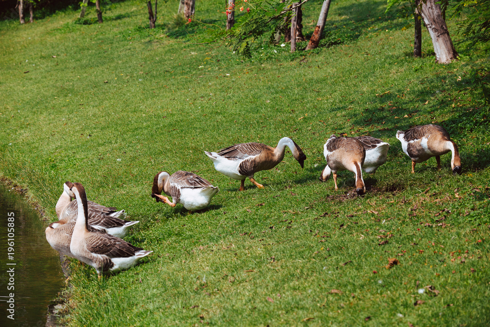 African Chinese geese standing in the park African Chinese geese standing in the park