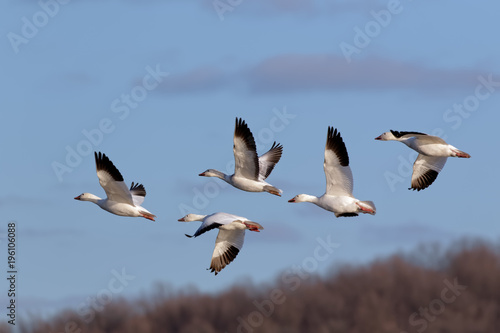Migrating Snow Geese in Flight