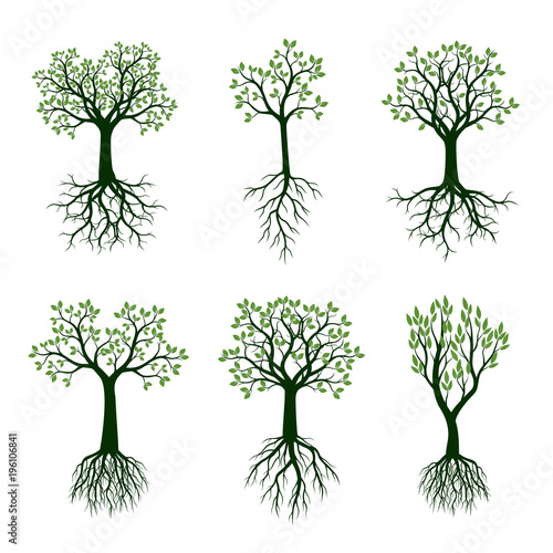Set of Green Spring Trees with Leaves and Roots. Vector Illustration.