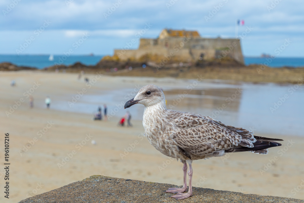 Obraz premium Seagull profile with the background of Saint Malo beach, Fort National and rocks during low Tide. Brittany, Europe