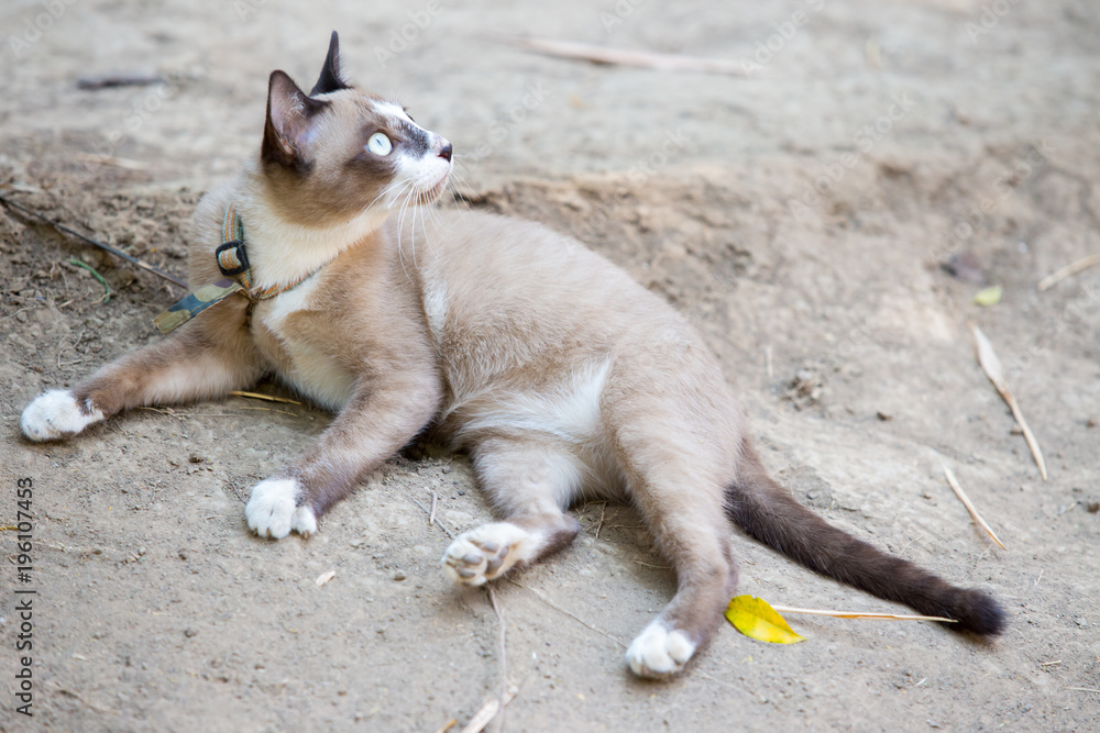Fototapeta premium Cat lying on the ground