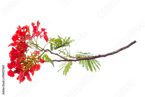royal poinciana flower , red flower isolated on white background photo