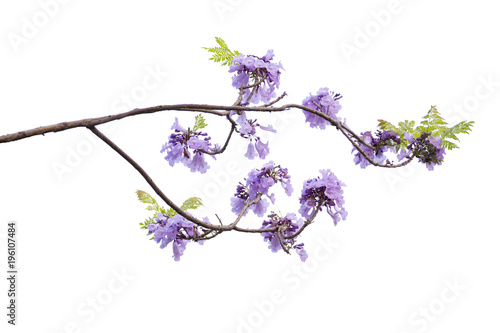 Jacaranda Flower isolated on white background, a species with an inflorescence at the tip of the purple flower, is native to South America.