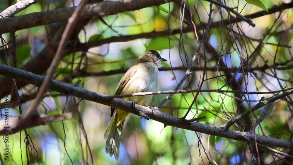 Streak-eared bulbul bird perched on branch of tree Streak-eared bulbul bird perched on branch of tree