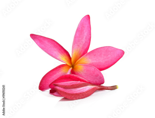 beautiful pink tropical flower and petals Plumeria flower isolated white