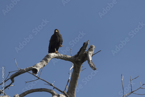Common black hawk perched on tree ready to hunt for its prey © victoria