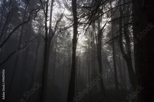 Fog in a Dense Forest