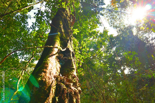 Jungle in Gunung Mulu National Park, Malaysia photo