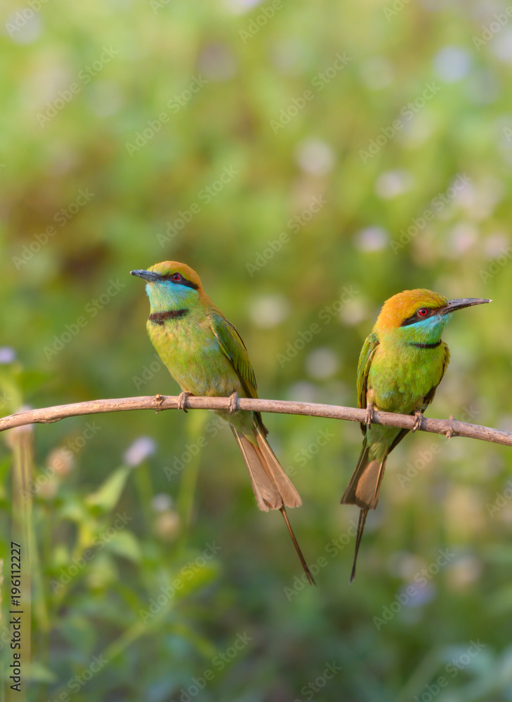 Obraz premium Green Bee-Eater (Merops Orientalis)