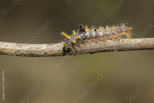 Image of brown caterpillar on tree branch on natural background.  Insect. Worm. Animal.